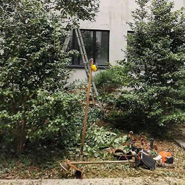 Potatura-alberi-Milano-rozzano