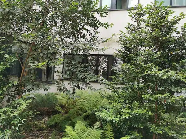 Taglio-piante-da-giardino-Milano