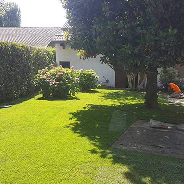 Disinfestazioni-alberi-da-frutto-Milano-san-giuliano-milanese-1