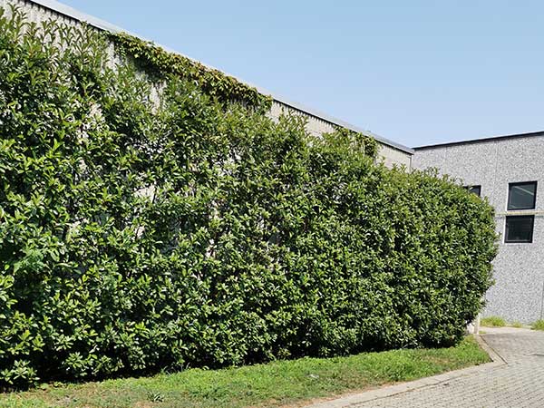 Potare-melo-in-che-stagione