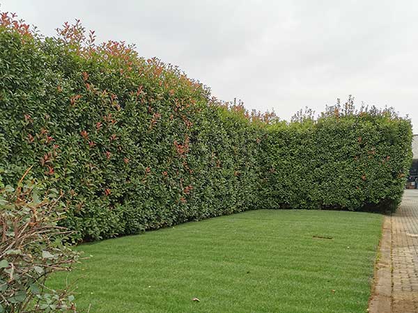 Taglio-ortensie-rose-da-giardino-Milano